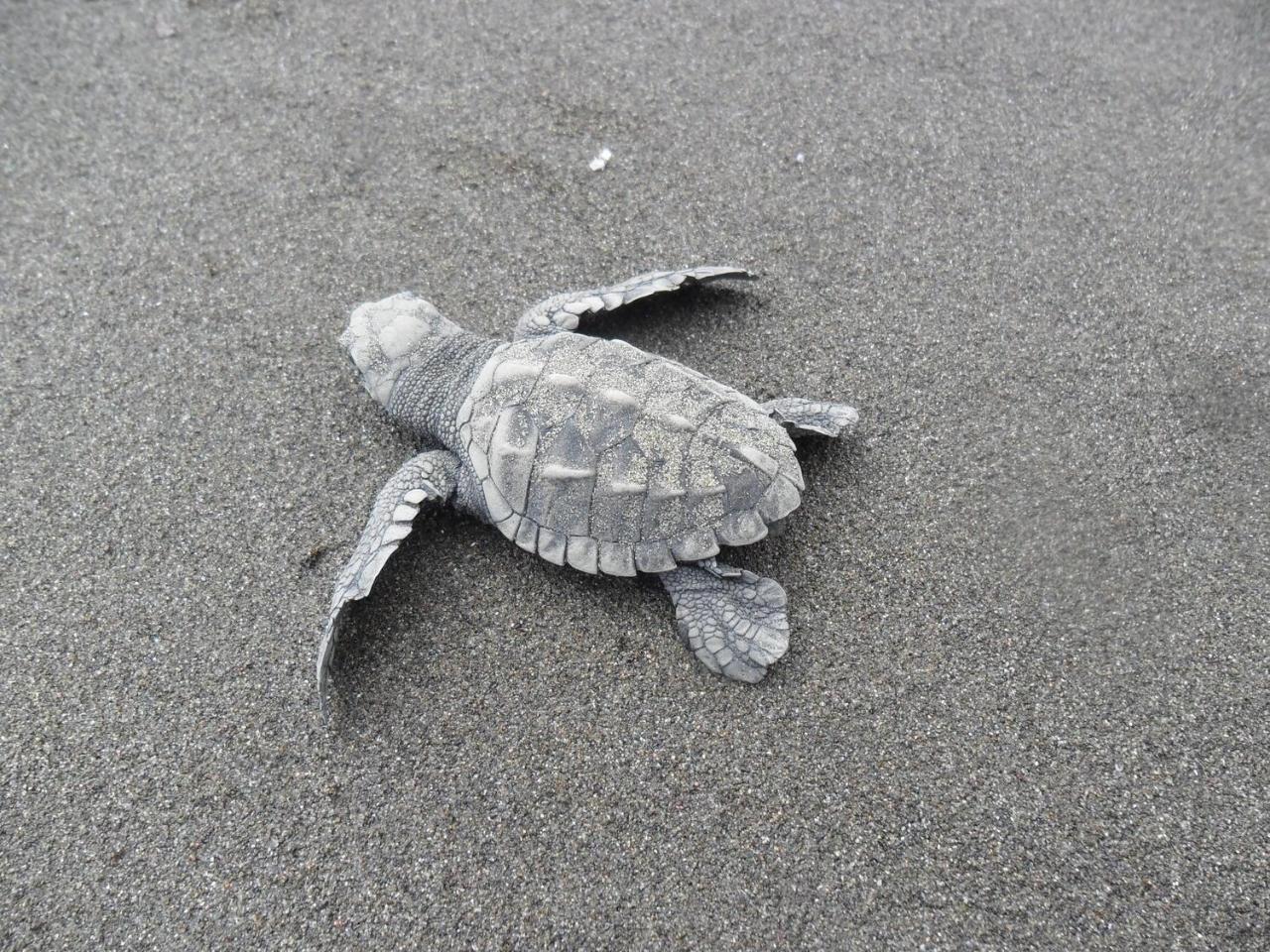 The Humpback Turtle Hotel El Valle  Exterior photo